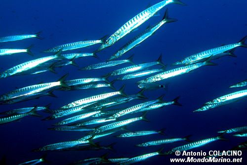 Barracuda boccagialla (Sphyraena viridensis)