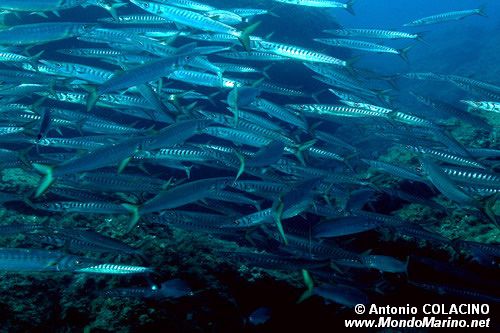 Barracuda boccagialla (Sphyraena viridensis)