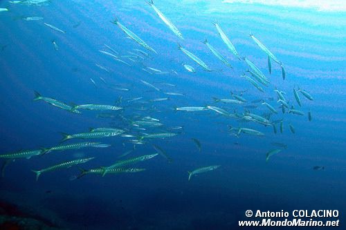 Barracuda boccagialla (Sphyraena viridensis)