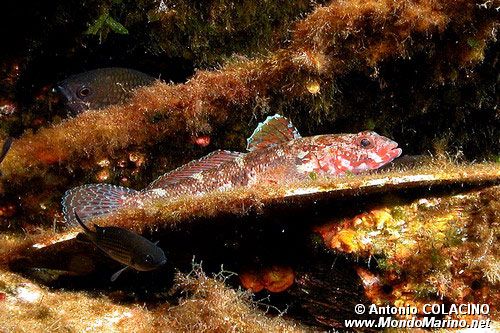 Ghiozzo boccarossa (Gobius cruentatus)