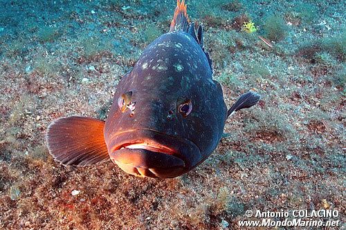 Cernia bruna (Epinephelus marginatus)