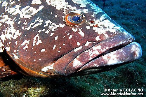 Cernia bruna (Epinephelus marginatus)