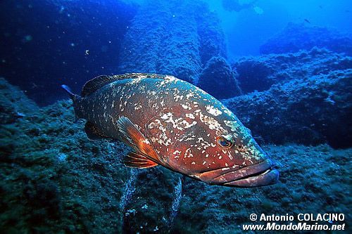 Cernia bruna (Epinephelus marginatus)