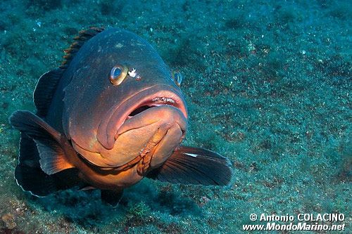 Cernia bruna (Epinephelus marginatus)