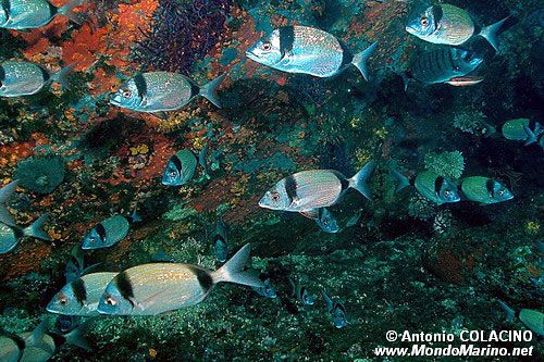 Sarago fasciato (Diplodus vulgaris)