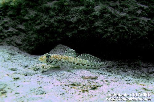 Ghiozzo geniporo (Gobius geniporus)