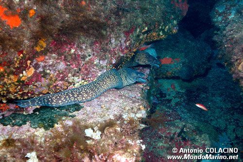 Murena (Muraena helena)