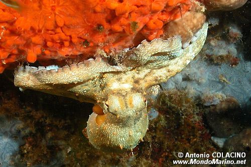 Polpo comune (Octopus vulgaris)