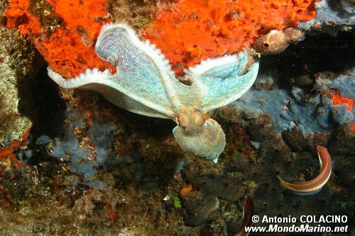 Polpo comune (Octopus vulgaris)
