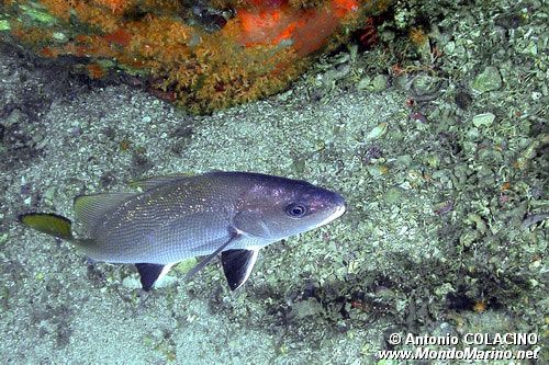 Corvina (Sciaena umbra)