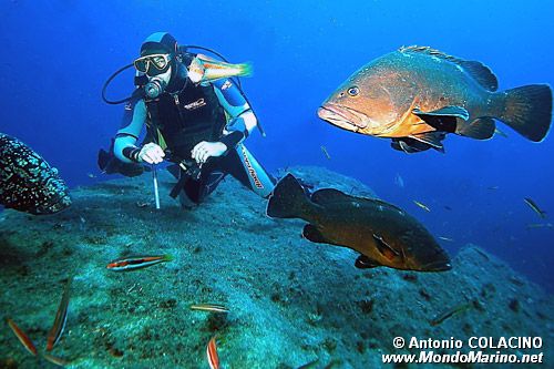 Cernia bruna (Epinephelus marginatus)