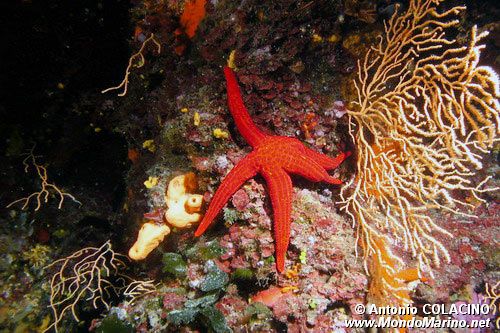 Stella arancio (Hacelia attenuata)