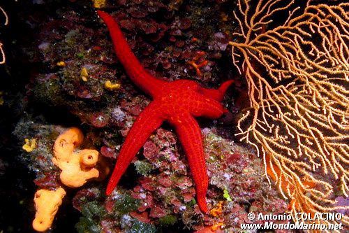 Stella arancio (Hacelia attenuata)