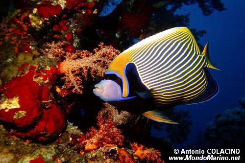 Pesce angelo imperatore (Pomacanthus imperator)