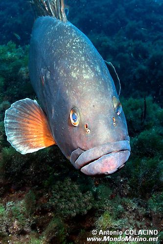 Cernia bruna (Epinephelus marginatus)