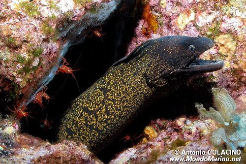Murena (Muraena helena)
