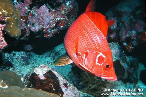 Pesce scoiattolo spinoso (Sargocentron spiniferum)