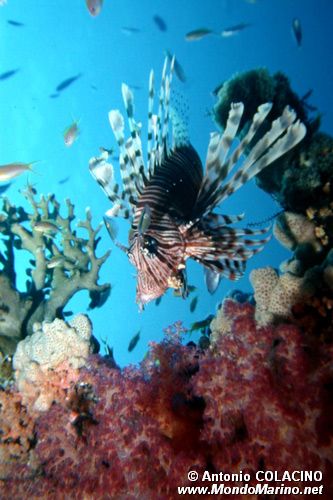 Pesce cobra (Pterois miles)