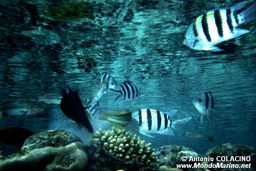 Pesce sergente dalla coda a forbice (Abudefduf sexfasciatus)