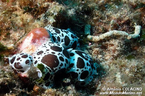 Vacchetta di mare (Discodoris atromaculata)