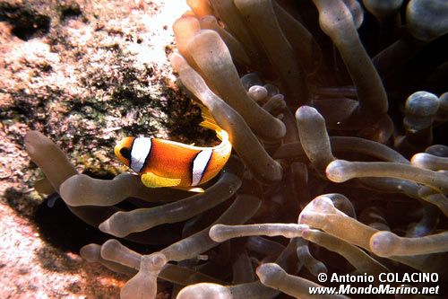 Pesce pagliaccio (Amphiprion bicinctus)