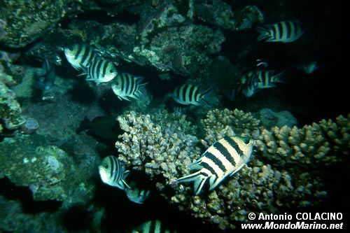 Pesce sergente (Abudefduf sexfasciatus)