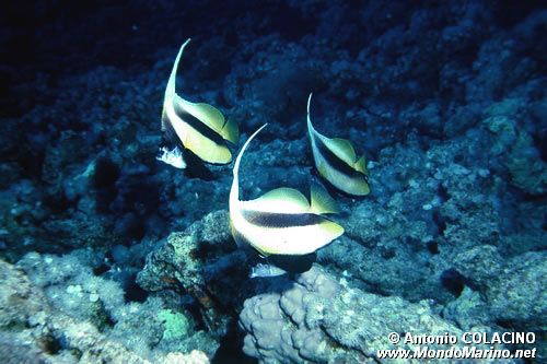 Pesce farfalla virgola (Heniochus intermedius)