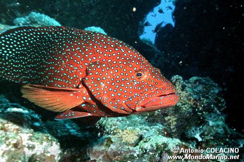 Cernia miniata (Cephalopholis miniata)