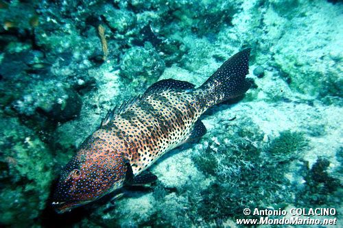 Cernia dei coralli del Mar rosso (Plectropomus pessuliferus marisrubri)