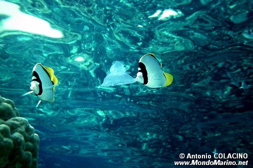 Pesce farfalla rigato (Chaetodon lineolatus)