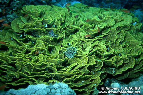 Madrepora gialla ondulata (Turbinaria mesenterina)