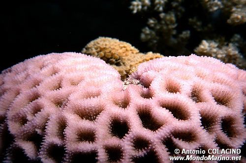 Madrepora rosa (Favidi n.d.)