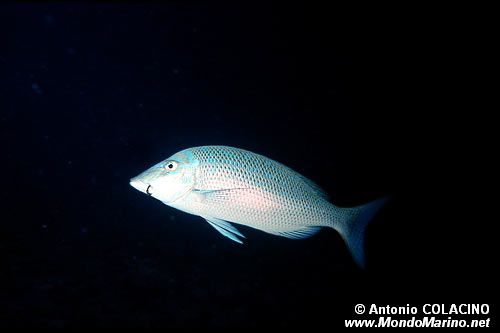 Lutiano argentato (Lutjanus argentimaculatus)