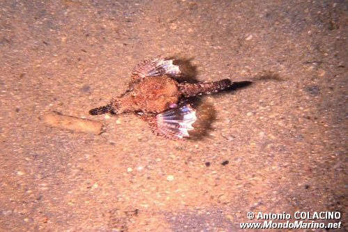 Pesce pegaso minore (Eurypegasus draconis)