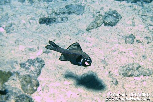 Pesce torcia (Photoblepharon steinitzi)