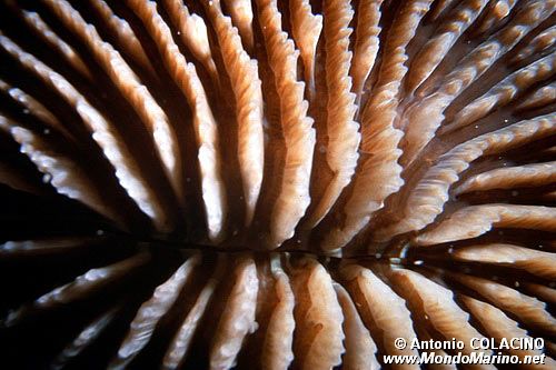 Madrepora (Fungia fungites)