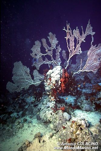 Gorgonia (Subergorgia hicksoni)
