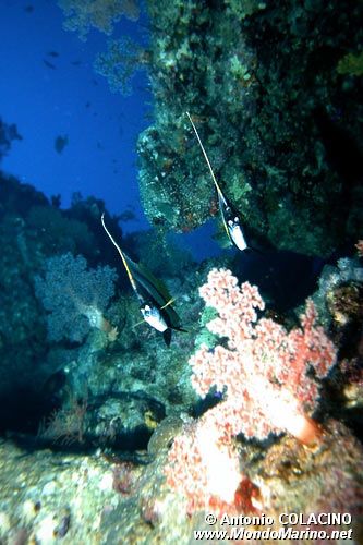 Pesce farfalla virgola (Heniochus intermedius)