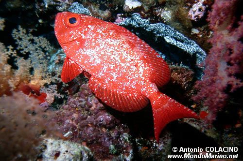 Pesce occhio grosso (Priacanthus hamrur)