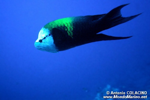 Labride insidiatore (Epibulus insidiator)