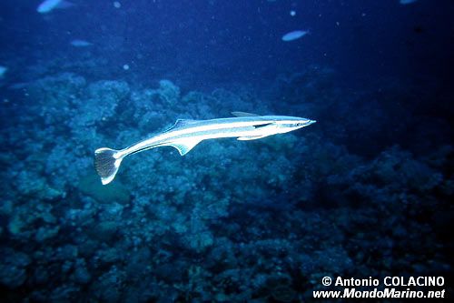 Remora (Echeneis naucrates)
