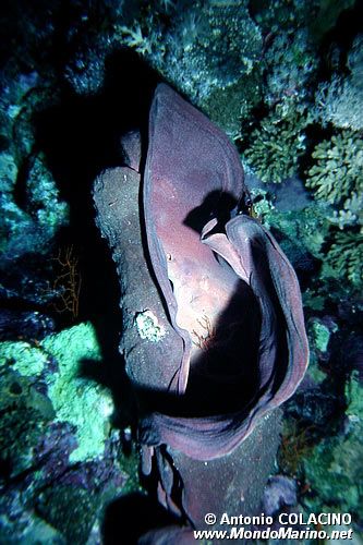 Spugna (Poriferi n.d.)