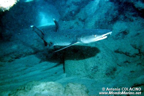 Squalo pinna bianca (Triaenodon obesus)