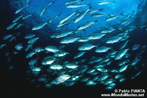 Carangide (n.d. n.d.)