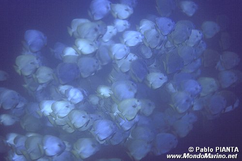 Pesce pipistrello (Platax n.d.)