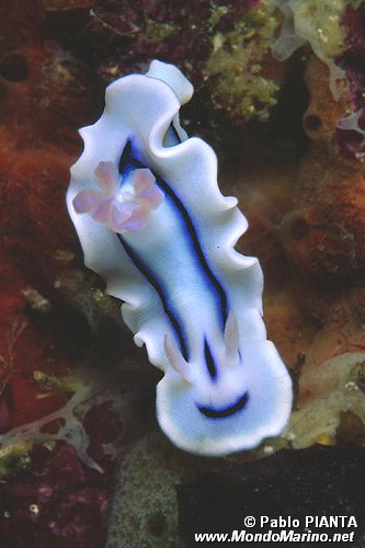 Chromodoris (Chromodoris lochi)