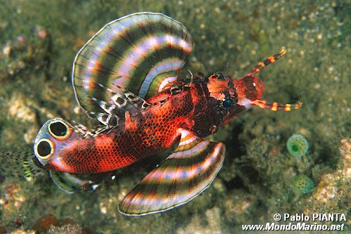 Pesce cobra bi-ocellato (Dendrochirus biocellatus)