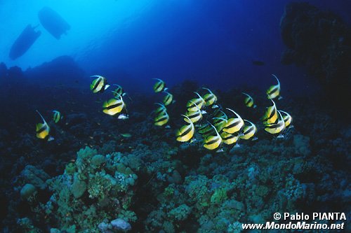 Pesce farfalla virgola (Heniochus intermedius)