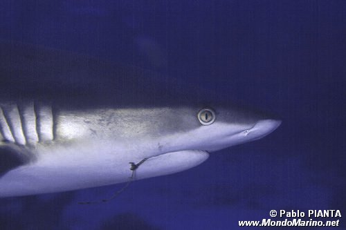 Squalo coda nera (Carcharinus wheeleri)