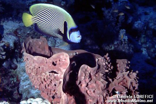 Pesce angelo imperatore (Pomacanthus imperator)